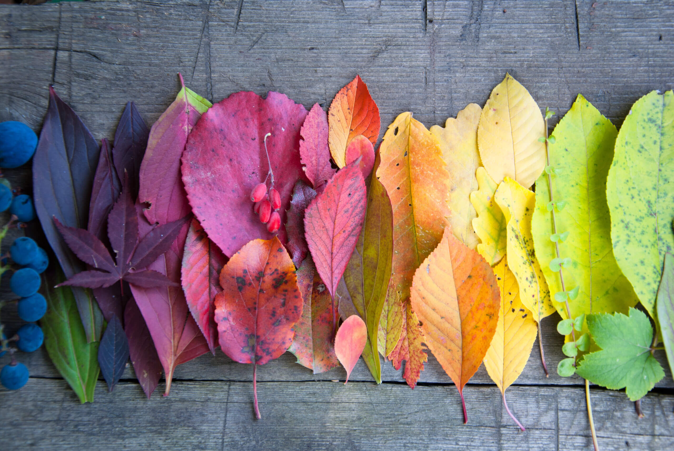 colourful leaves